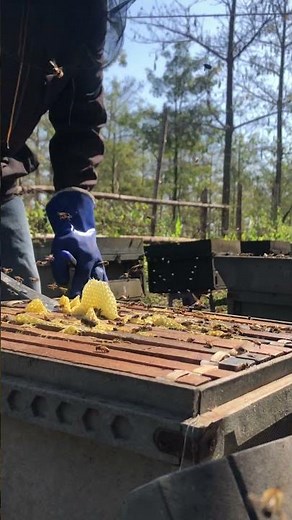 Golden Honey 🍯 | Sweet Harvest Straight from the Hive