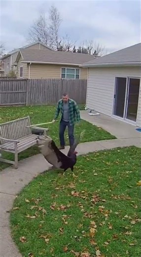 CCTV Footage: Turkey Vulture Attacks Child Near Garden Bench — Owner Scares It Away!#CCTVFootage