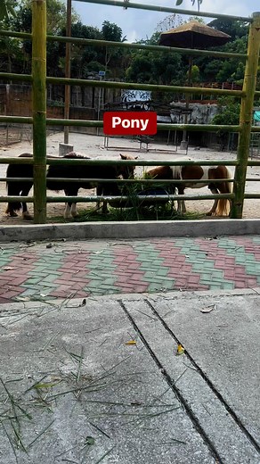 #pony | Manda Bon