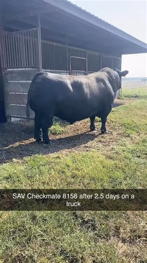 Kelly Schaff on Instagram: "Thanks to Austin Lee for sharing this clip of 6 1/2 year old SAV Checkmate 8158 after being hauled for 2-days across the country. Checkmate is a Charlo x Renown x Net Worth selected by Genex AI Stud as the top-selling low birth bull from the 2019 SAV Sale."