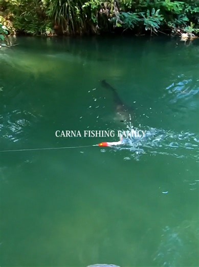 🔥Big Catfish on Topwater 😱 Silure en surface #foryou #viral #silure #fishing #catfishing