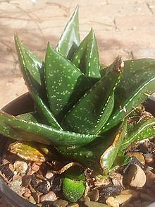 Gasteria nitida - Alchetron, The Free Social Encyclopedia