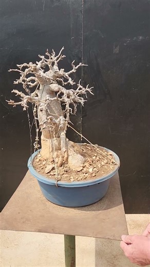 Tiny Giants: Baobab Bonsai Collection (6) #bonsai #bonsaitree #baobabtree #bonsaiart #bonsaitrees