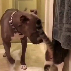 1.4K views · 116 reactions | Best frands  (Refrain from assumptions, they adore each other ✌️) ✨Pitbull lover products: www.pupvision.com/collections/pit-bull Credit instagram: @mitsuye_and_tuco | Pitbullvision | Facebook