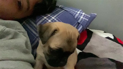 Videos de evene:) (@d_evene) con “sonido original - evene:)”