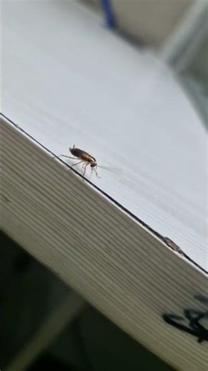 cockroach in office || #cockroach #insects #office #shortsfeed #corporatelife #shortsfeed #trending😱