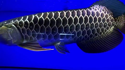 Tropical Freshwater Fish in Aquariums: Types and Care Guide