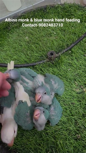 Blue monk & Albino monk Hand feeding chicks at Wajid Exotic Pets