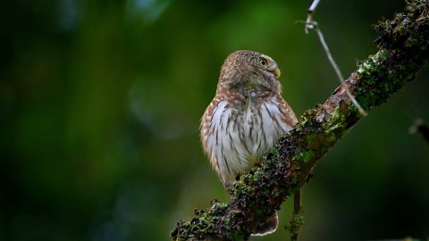 Chant d’oiseau Chouette chevêchette