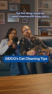 You can’t always keep a home with 7 cats clean. But you can always get more with GEICO. | GEICO
