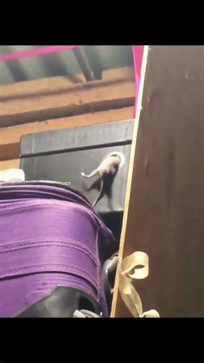 😂😂😂🤣 #shortsyoutube #bts #shorts #trending #viral #songs #viralvideo #shortvideo #funnyshorts