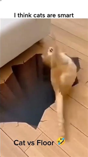 Cat vs Floor 🐱💥