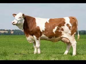 Fleckvieh-Simmental cows