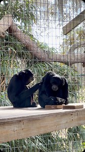 6.2K views · 134 reactions | Onyx grooming Elmo.. grooming between primates is an important social behavior, as it helps maintain good relations between them. #siamang #primates #ape #animals #sanctuary #cuteanimals #toocute #grooming | Animal Preservation & Education Sanctuary - A.P.E.S | Facebook