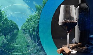 Wine production boom expected as climate crisis recreates Champagne conditions in UK, study predicts