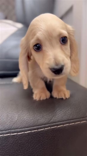 ᴛʀᴜᴇ ᴏʀ ꜰᴀʟꜱᴇ❓ #dachshundarts #dachshunddiscovery #dachshund #dachshunds #sausagedog #wienerdog #wienerdogs #germany #dachshundpuppy #dachshundlove #dachshundlife #wienerdogs Credit: 📷📸 Crown Dachshunds