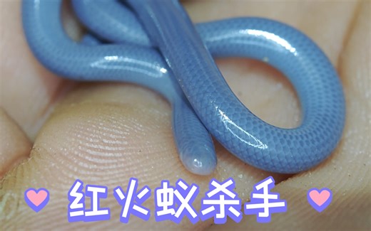 世界最小蛇蛇却能攻略我们头痛的红火蚁