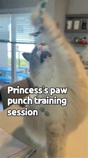 Princess’s Paw Punch Training 🐾