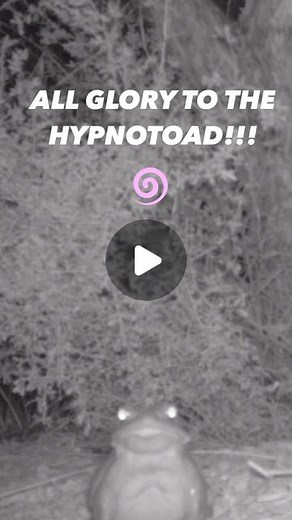 National Park Service on Instagram: "ALL GLORY TO THE HYPNOTOAD!!! The Sonoran desert toad (Bufo alvarius), also known as the Colorado river toad, is one of the largest toads found in North America, measuring nearly 7 inches (18 cm). Will it hypnotize you with its large oscillating multicolored eyes? That’s just silly….MUST SHARE TOAD FACTS!!! What sound does it make? Its call has been described as a “weak, low-pitched toot, lasting less than a second.” Ooops! Pardon me. These toads have promine