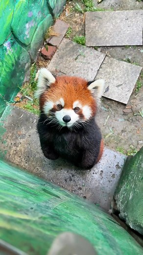 110K views · 5.4K reactions | I wont urge the little panda today## is a foodie little panda video #RedPandaAndFriends #redpanda #panda #animals | Red Panda And Friends | Facebook