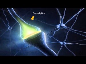 Fisiología: Sinapsis