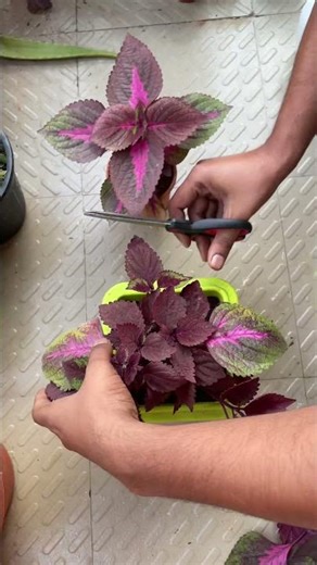 How to Make Coleus Plant Bushy ✂️ | Simple Pruning Trick #coleusplant #plantcare #pruning #shorts