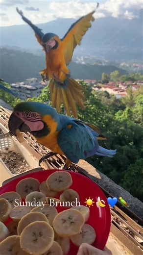 Chill Sunday Brunch with Blues and Macaws