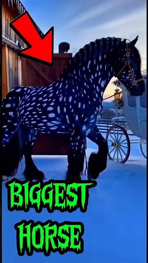 TOP 3 GIGANTIC HORSES TALLER THAN HUMANS