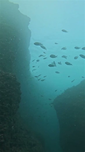 [Ocean log]2026/08/15 #scubadiving #divng #asmr #gopro #travel #ocean