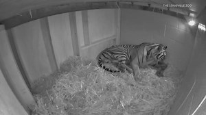 Louisville Zoo welcomes new tiger cub