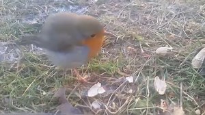 52K views · 4K reactions | Le Rouge-gorge familier  Un pur moment de bonheur   @ Lyze Kiel | Nature & Découverte | Facebook