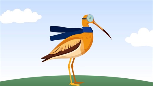 Tagged Whimbrel Rides A Hurricane, Migrates In Record Time