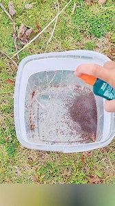 Eksperimen seru menyatukan dua kubu semut api merah | Uniknesia