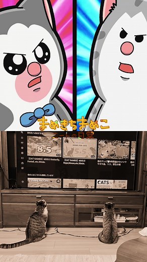 #まめきちまめこ #まめきちまめこニートの日常 #猫のいる暮らし #犬のいる生活