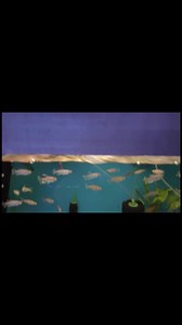Congo Tetra, surely one of the most beautiful and confident tetras 路 They're also one of the larger tetra species. A gang of these top dwelling tetra make a lovely sight in community set ups and add lovely layers to your aquarium. (Prices shown at the end of this short video) #hollybushaquatics #congotetra #tetra #tetrafish #aquariumhobby #aquarium #aquaticlife #fishtank | Hollybush Pets and Aquatics | Facebook