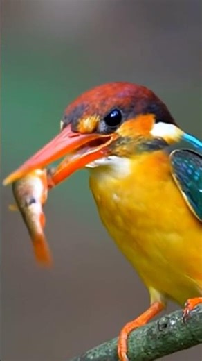 birds, birdwatching, wildlife photography, nature, birding, rare birds, bird species, nature photogr