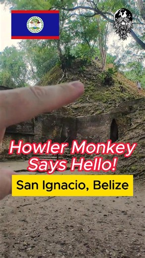 A Howler Monkey Makes His Presence Known!  #Belize #MayanHistory #SoloTravel #Monkey | WanderBeard | Facebook