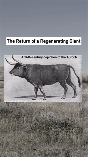 Rewilding means putting animals back at the heart of nature. Meet the Tauros, a modern proxy for the extinct Aurochs, the original wild cattle that once shaped landscapes across Europe, Asia, and North Africa. As large grazers, Tauros play a vital role in maintaining healthy ecosystems, creating space for biodiversity to flourish. In Denmark, the animals will roam without interference but the project is closely managed. It’s been approved by the Danish Environmental Protection Agency and local a