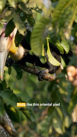 3.5K views · 114 reactions | Meet the Oriental Pied Hornbill, a...