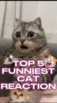 TOP 5 Funniest Cats Reaction #cat #funny #shorts