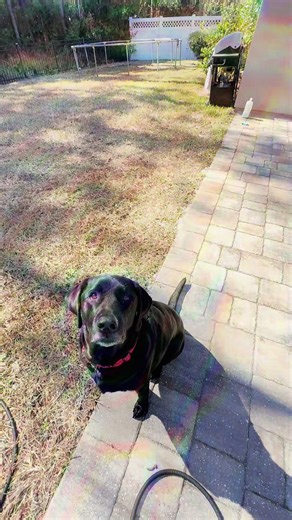 Charlie’s High-Flying Treat Grab! Watch my black lab Charlie leap like a pro for that irresistible treat! 🐶✨ Who’s got the best jumper? In this adorable moment, my beloved black lab Charlie channels his inner athlete, jumping high into the air with paws outstretched to snatch a tasty treat right out of my hand. His glossy black coat shines under the light, and his eyes are locked on the prize with pure excitement and determination. Moments like these capture the endless energy and joy that our 