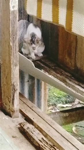 1.7K views · 16 reactions | Jam 7 lalu tek. ..4 ekor asuk kuning. Nait kat beranda dapur kmk tok. Ngagak pusak kmk tengah mkn....ngelepar sidak 3. Ya tedah. Nang kimen bh. Asuk ya..tok asuk no 5 ekor yy gaok ya. Selalu ngepong pusak ya.. Ipi alu bertapok tepi mop. No sekor dpt nekik atas dek..c oyen berekot dibah rumah...nasib time ya abg ku cun dtg. Lalu. Lari sidaknya..Sakit ati ehhh. Bahaya na juak. | Halina Sharlina | Facebook