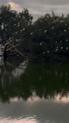 Territorial & Nesting Birds at Lake Monger 🇦🇺🤔