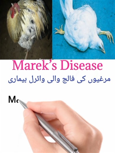 Understanding Marek's Disease in Poultry: A Comprehensive Guide