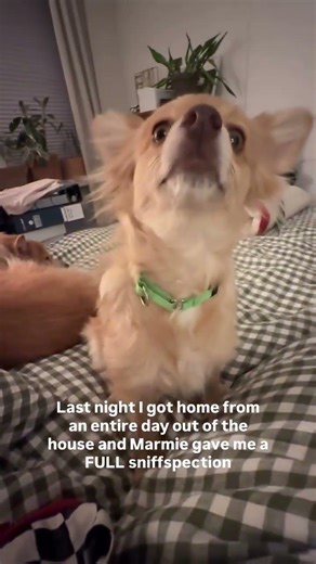 My Marmie Gave Me a FULL Sniffspection After I Got Home 😂🐶 #fosterdog #adopteddog
