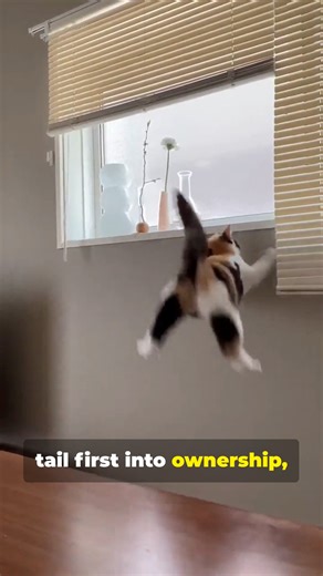 768K views · 40K reactions | A Cat's Guide to Owning A Human  #cats #catowners #pets | Catsky Designs | Facebook