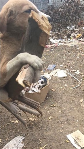 #dj #pets #remix #funny #djmix