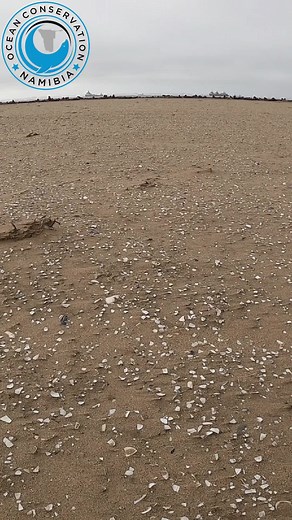 Even though this seal pup had a severe wound because of the entanglement, it was still strong and active, which shows us how resilient these animals are. We are positive that he will recover, the sea water will help heal the wound. See the link in our bio to visit our website, watch our full documentary, visit our YouTube channel with full videos, sign up to our newsletter, purchase merch and more.... #ocn #seal #sealrescue #babyseal