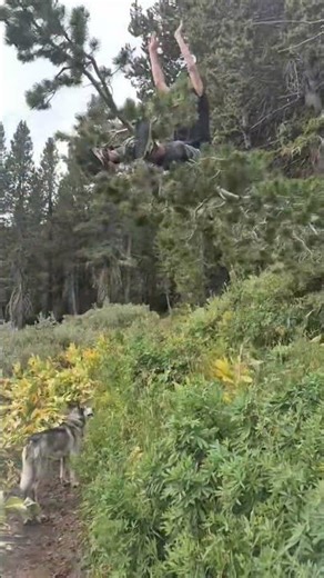 Tree Swing😂🌲 #tree #nature #fun #funny #hike #swing