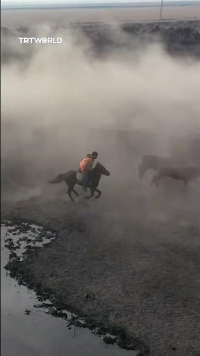 Horseback shepherds herd thousands of cattle near Mount Agri
